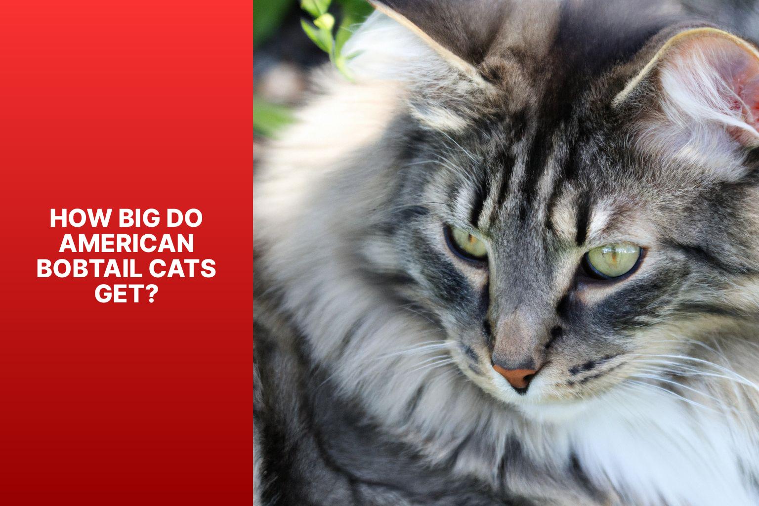 How Big Do American Bobtail Cats Get? - how big do american bobtail cats get 