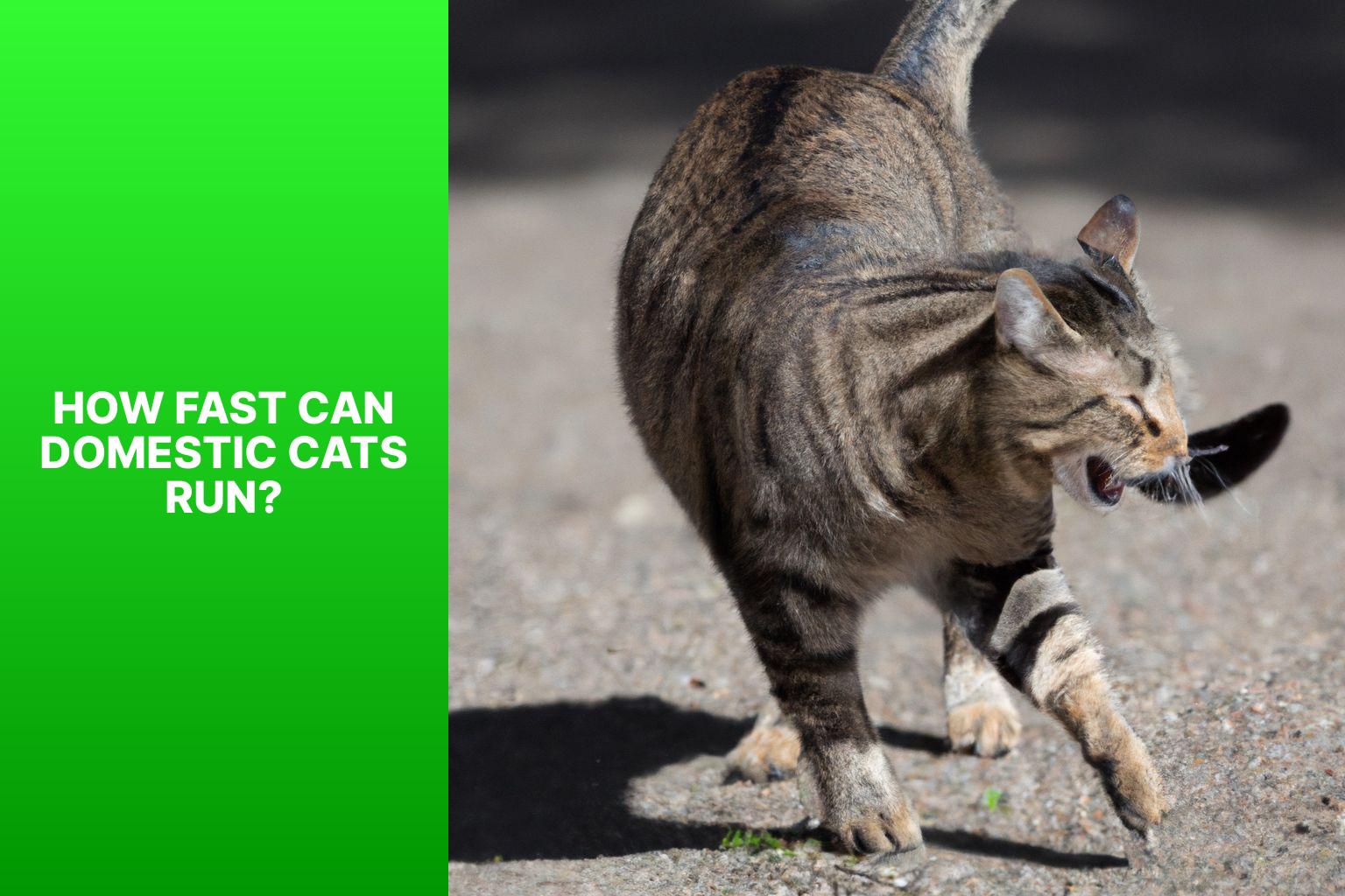 How Fast Can Domestic Cats Run? - how fast can a cat run 