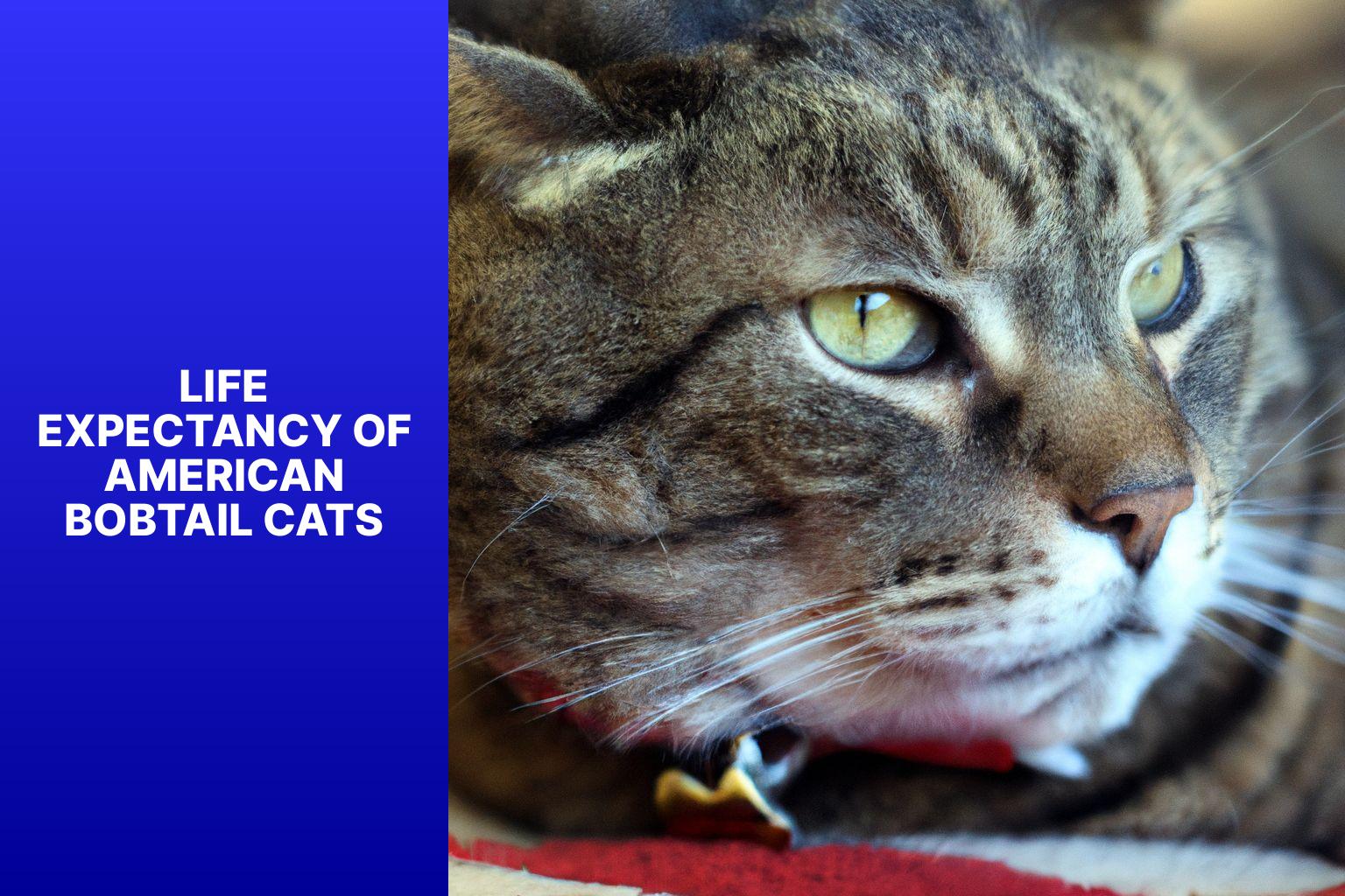 Life Expectancy of American Bobtail Cats - how long do american bobtail cats live 