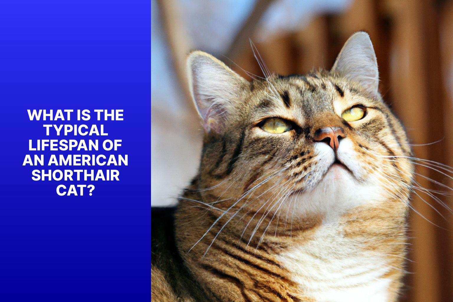 What is the Typical Lifespan of an American Shorthair Cat? - how long do american shorthair cats live 