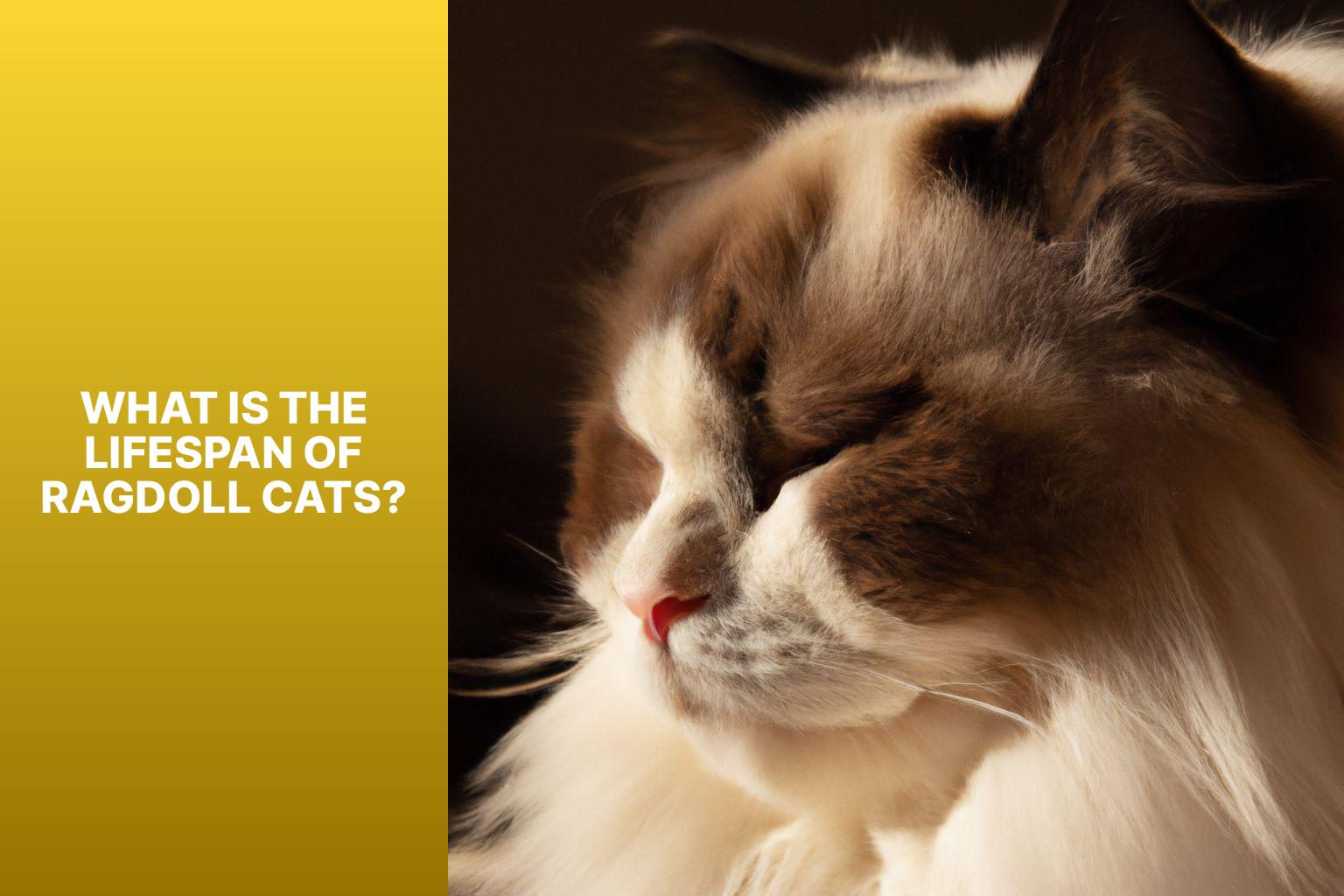 What is the Lifespan of Ragdoll Cats? - how long do ragdoll cats live 