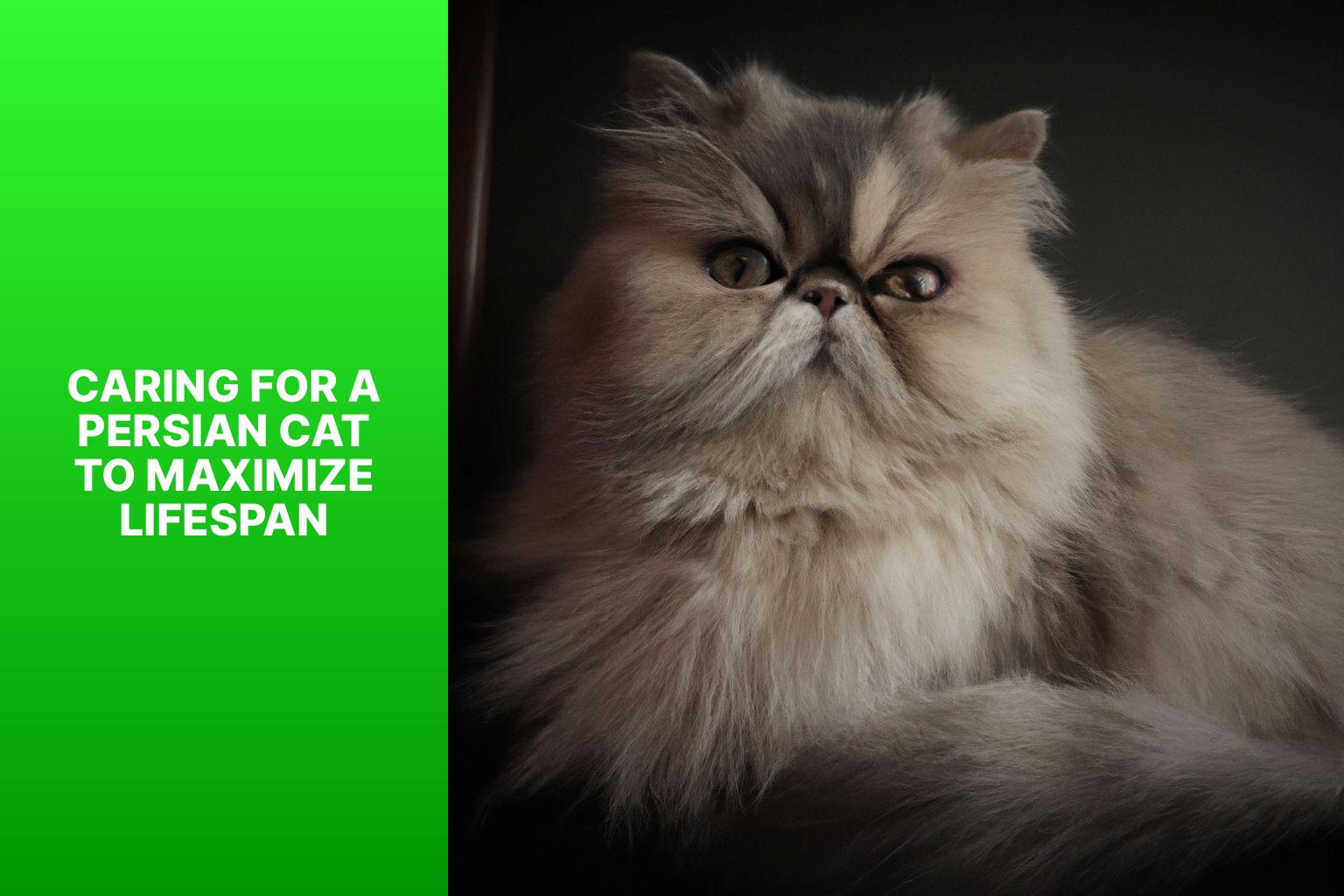 Caring for a Persian Cat to Maximize Lifespan - how long does a persian cat live 