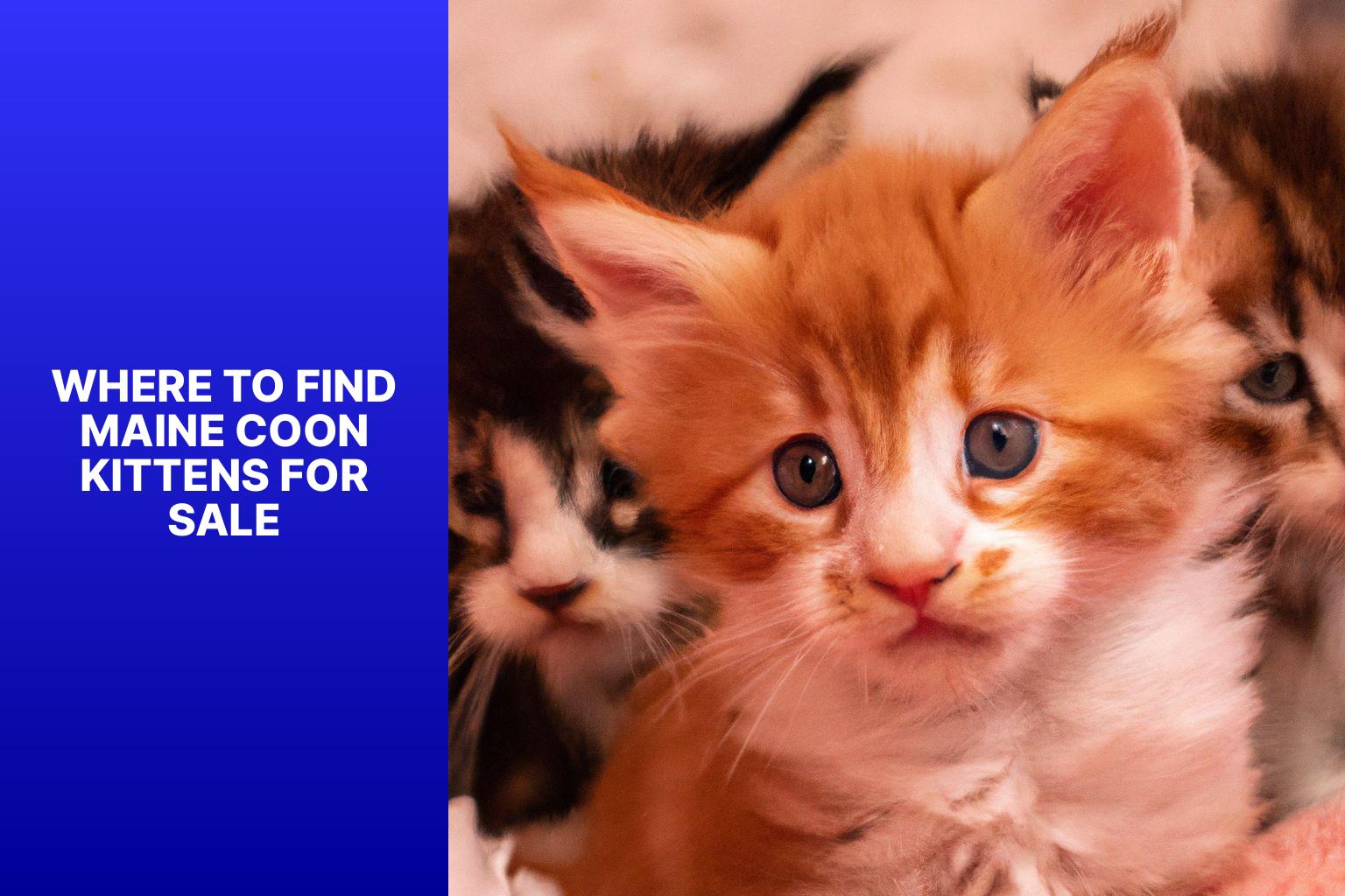 Where to Find Maine Coon Kittens for Sale - how much are maine coon kittens 