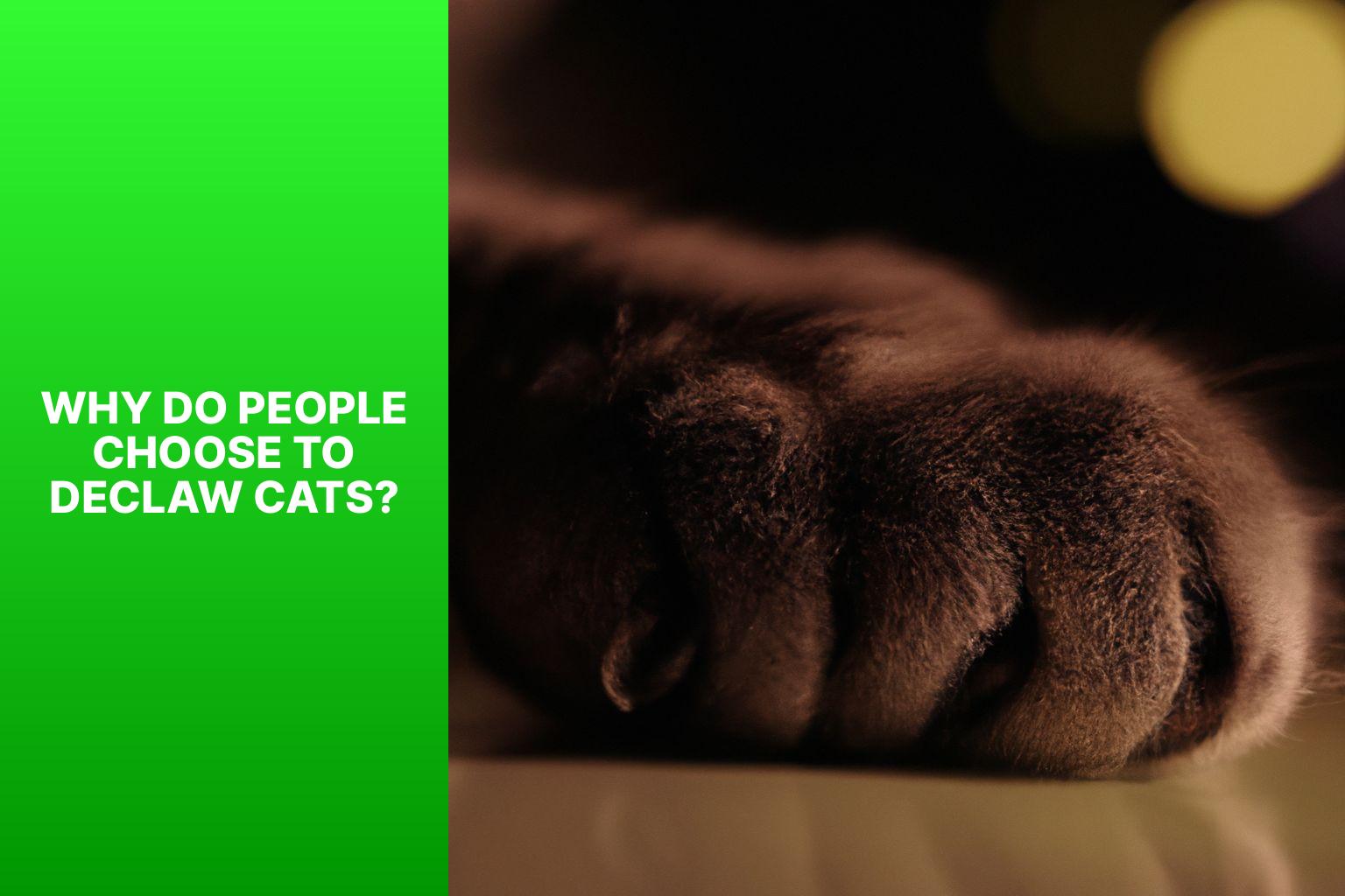 Cost of Cat Declawing Factors and Prices Explained All about Cats