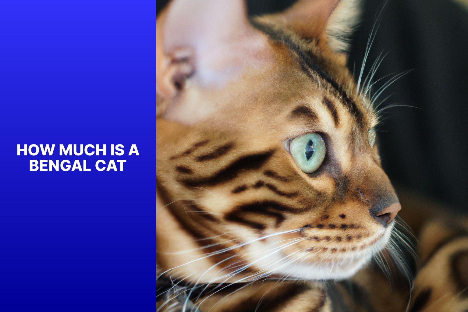 Price of a Bengal Cat