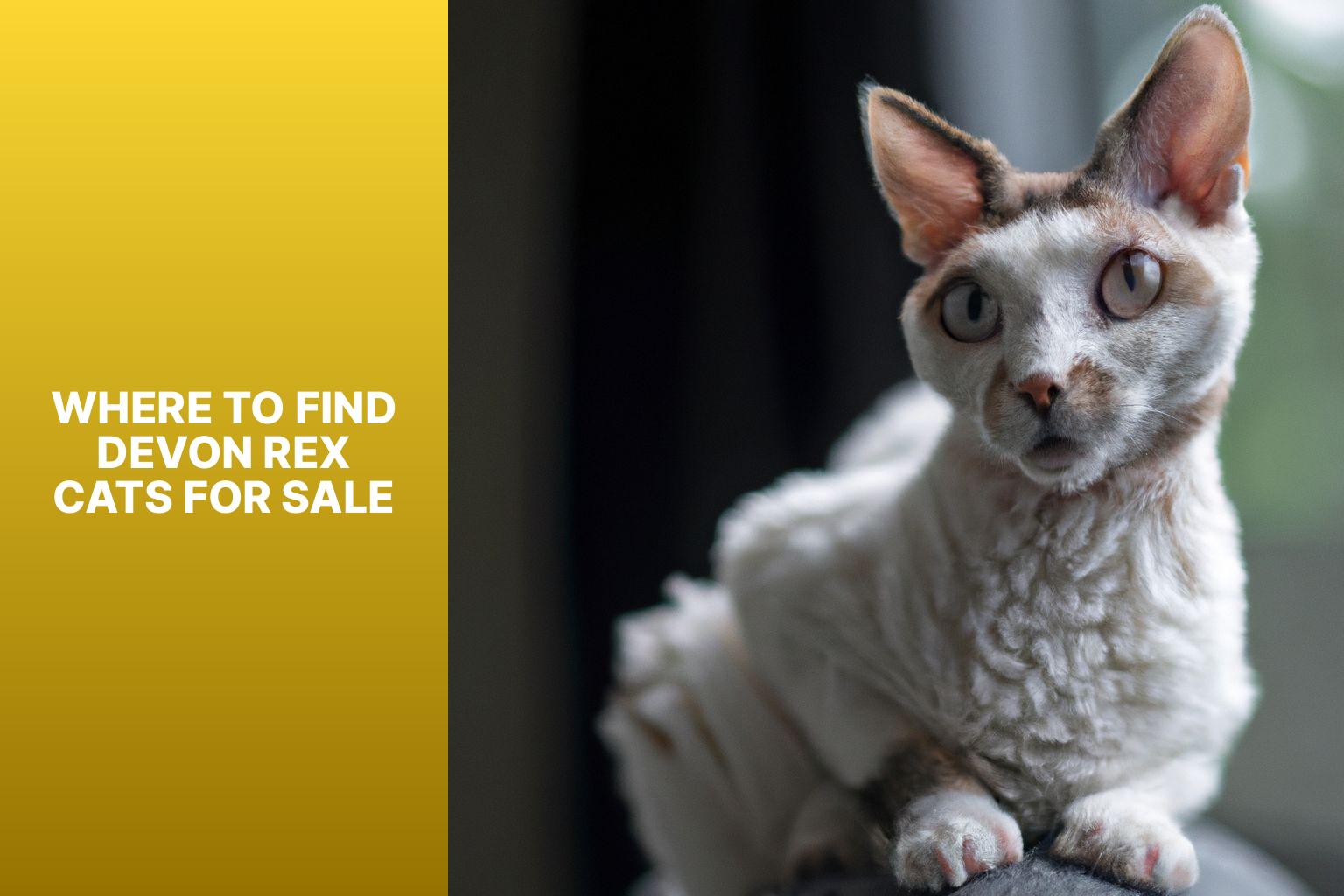 Where to Find Devon Rex Cats for Sale - how much is a devon rex cat 