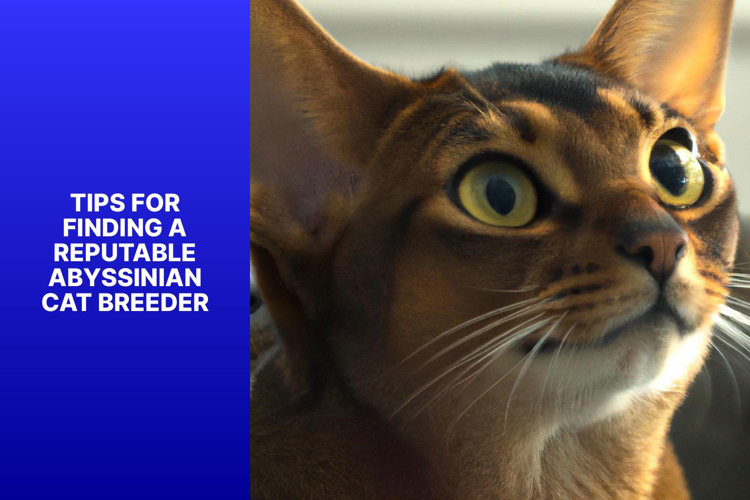 Tips for Finding a Reputable Abyssinian Cat Breeder - how much is an abyssinian cat 