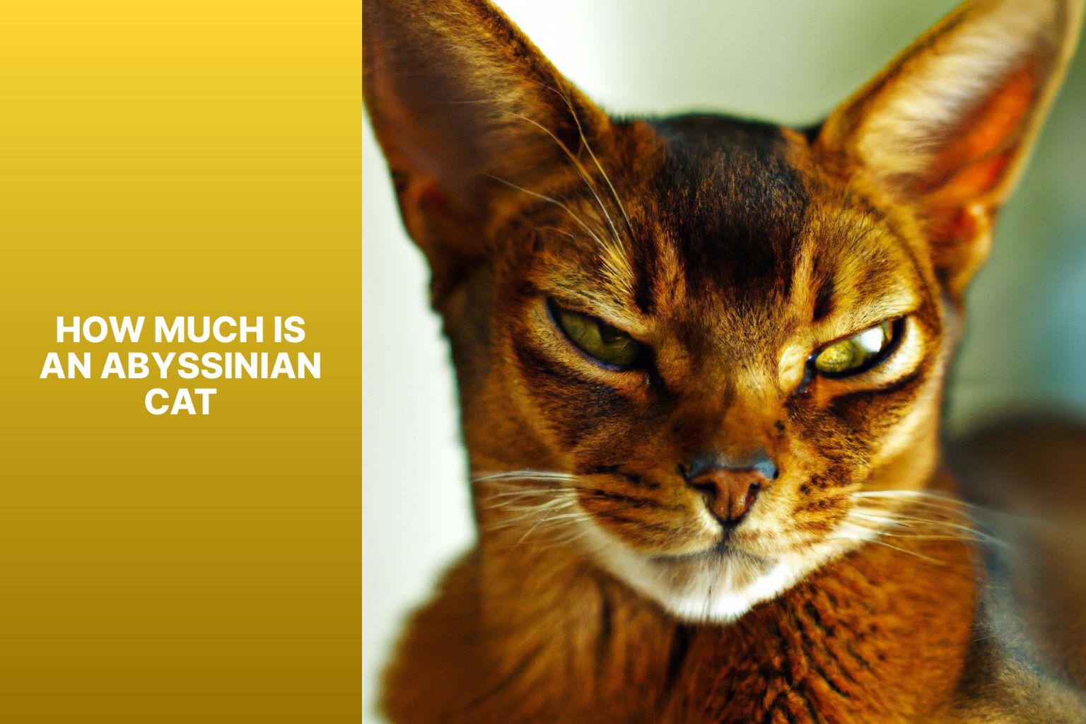 Cost of Abyssinian Cat