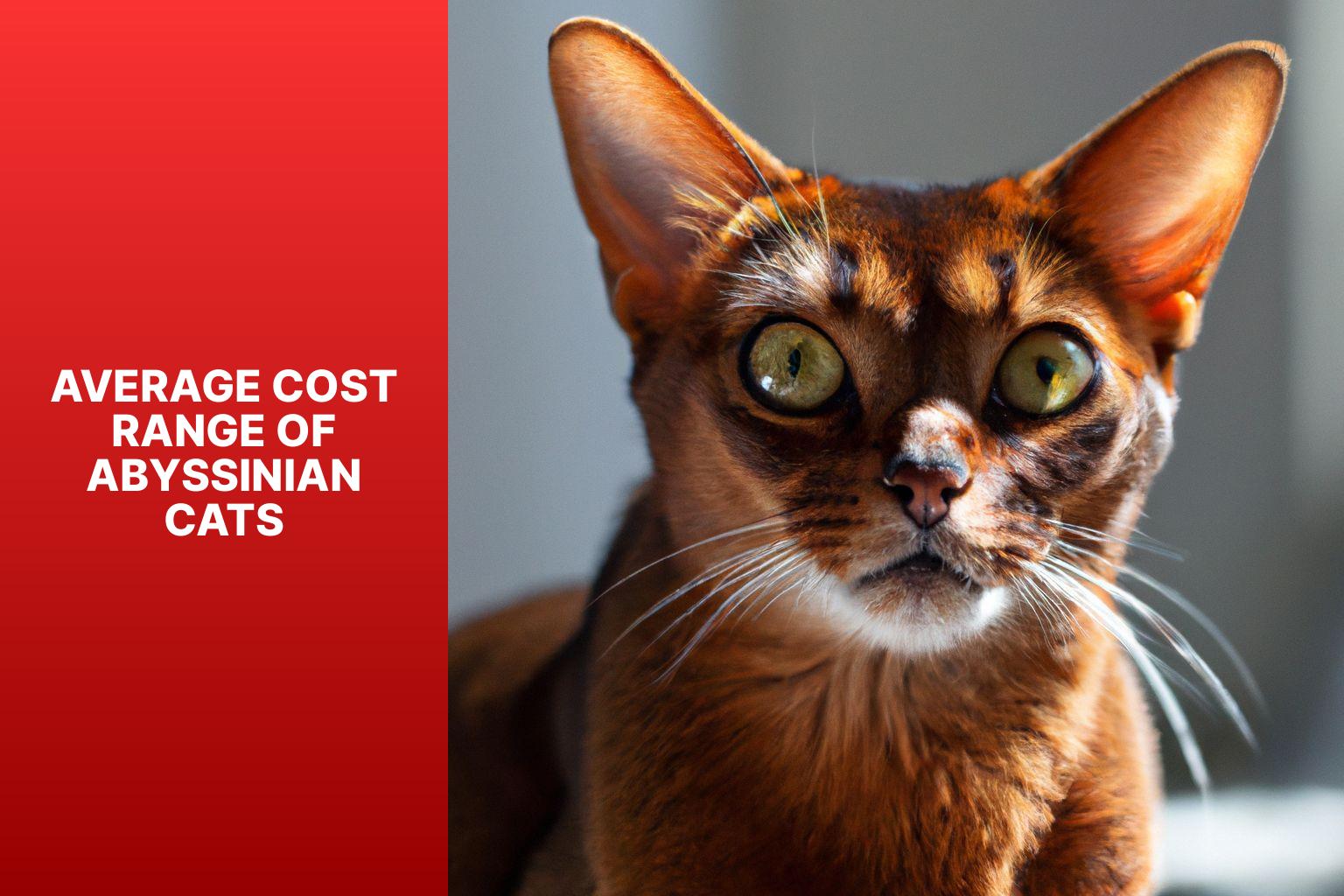 Average Cost Range of Abyssinian Cats - how much is an abyssinian cat 