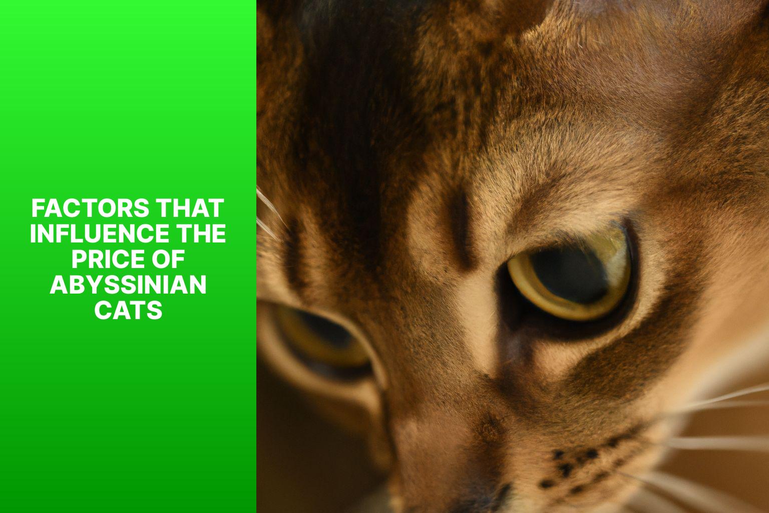 Factors that Influence the Price of Abyssinian Cats - how much is an abyssinian cat 