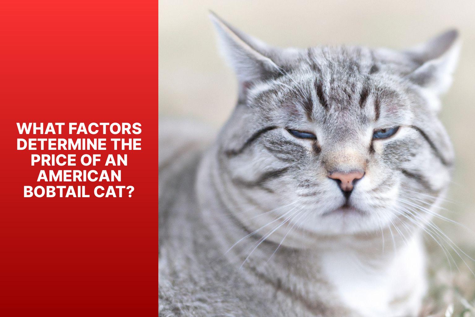 What Factors Determine the Price of an American Bobtail Cat? - how much is an american bobtail cat 