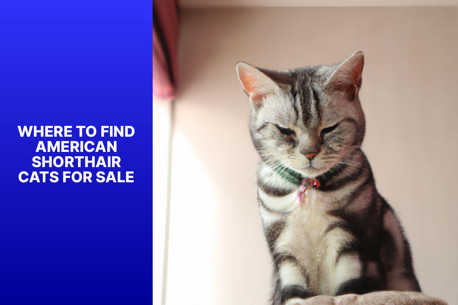 Where to Find American Shorthair Cats for Sale - how much is an american shorthair cat 