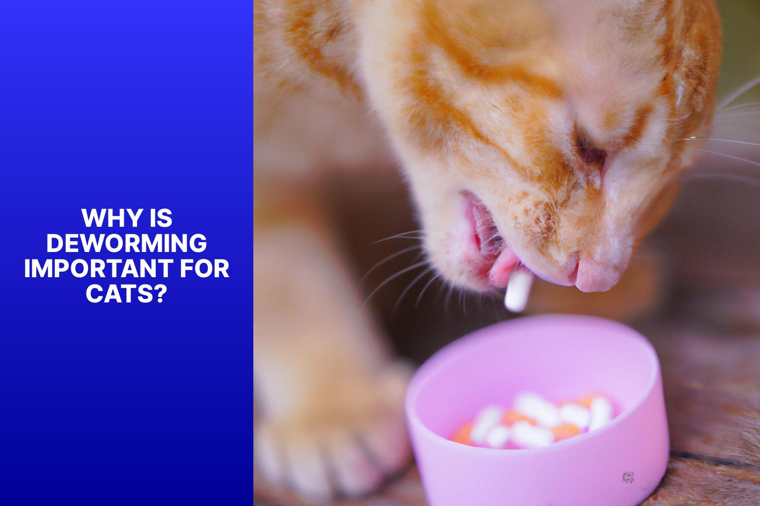 Why Is Deworming Important for Cats? - how to deworm a cat 