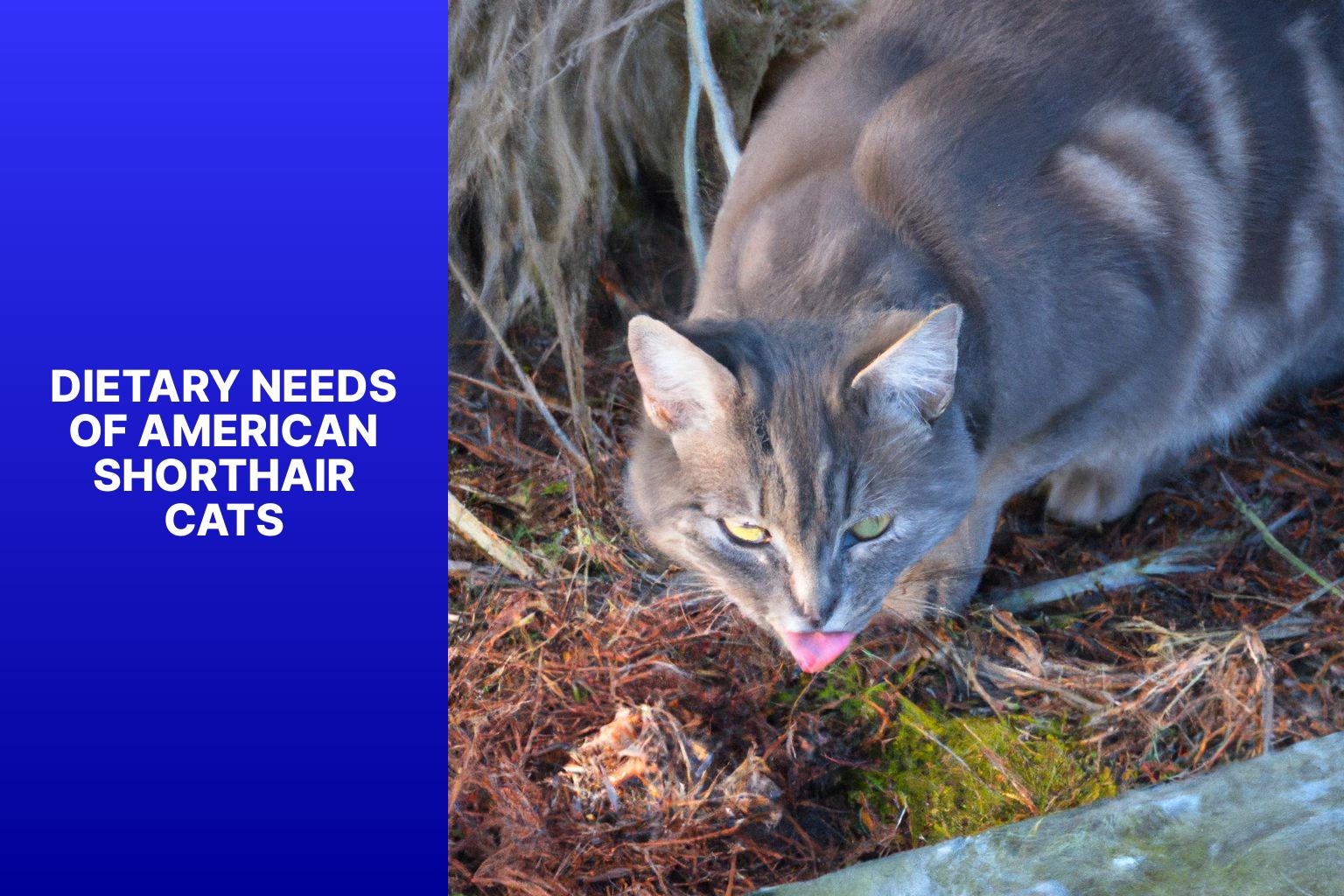 Dietary Needs of American Shorthair Cats - what do american shorthair cats eat 