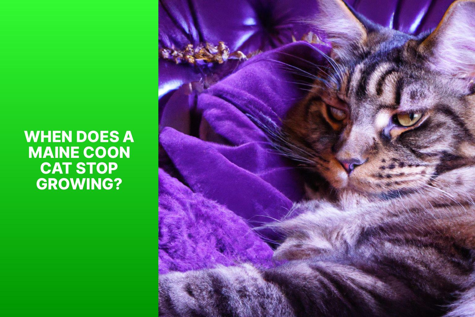 When Does a Maine Coon Cat Stop Growing? - when does maine coon stop growing 