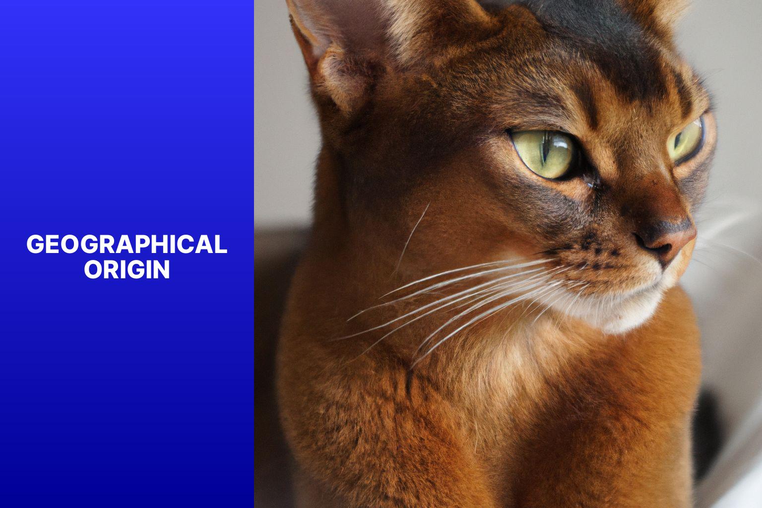 Geographical Origin - where are abyssinian cats from 