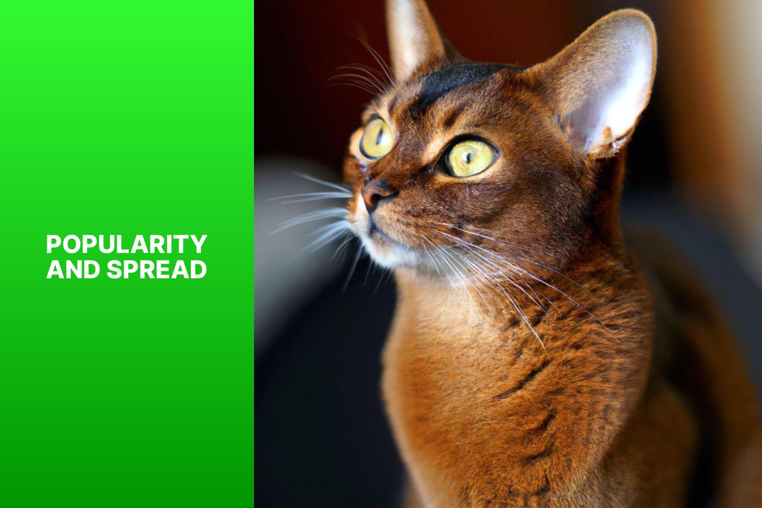 Popularity and Spread - where are abyssinian cats from 