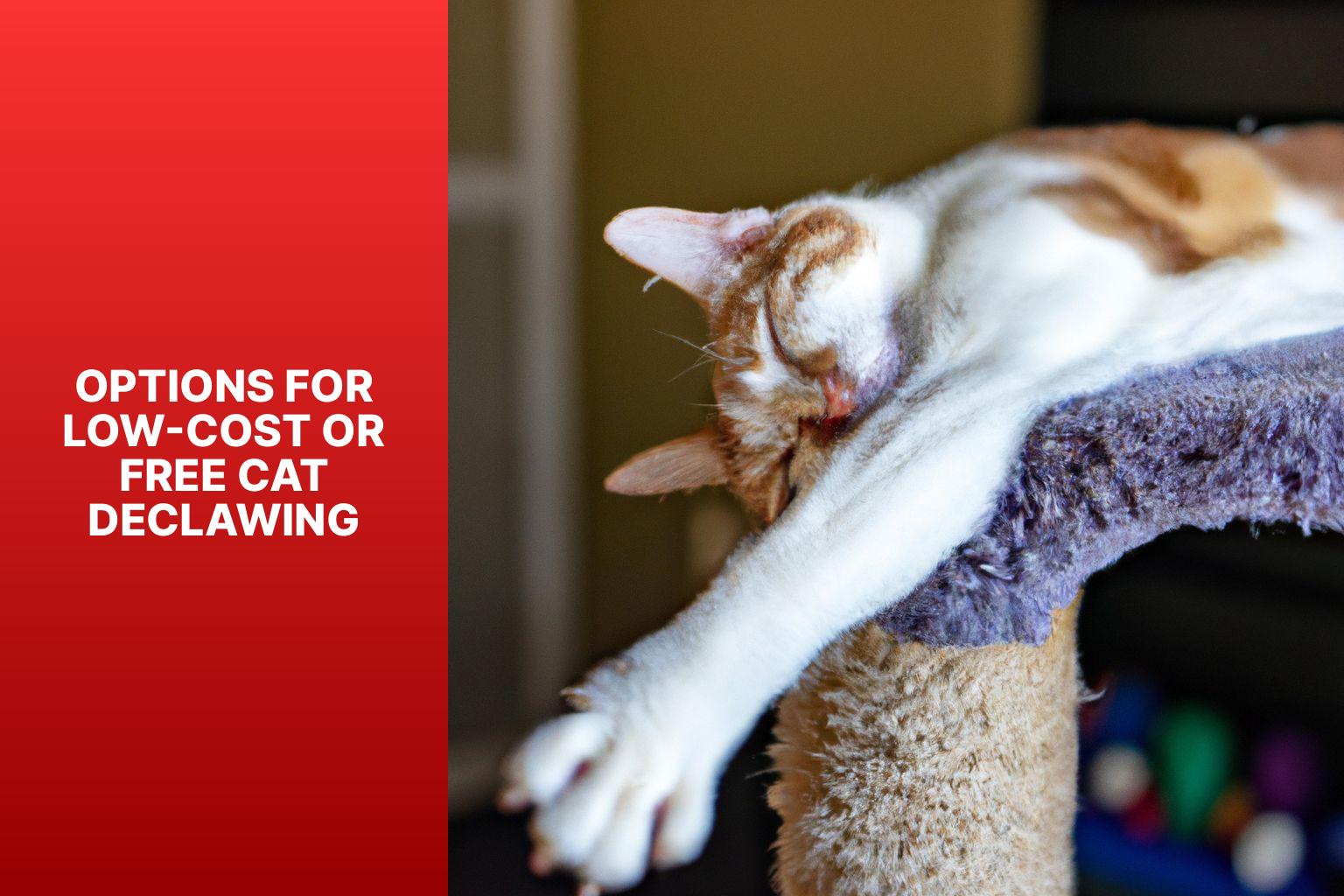 Options for Low-Cost or Free Cat Declawing - where can i declaw my cat for free 