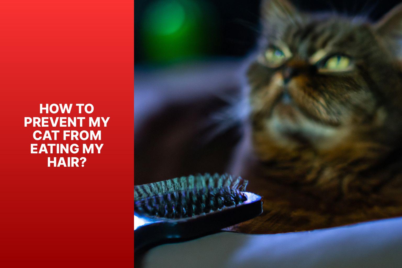 How to Prevent My Cat from Eating My Hair? - why does my cat eat my hair 