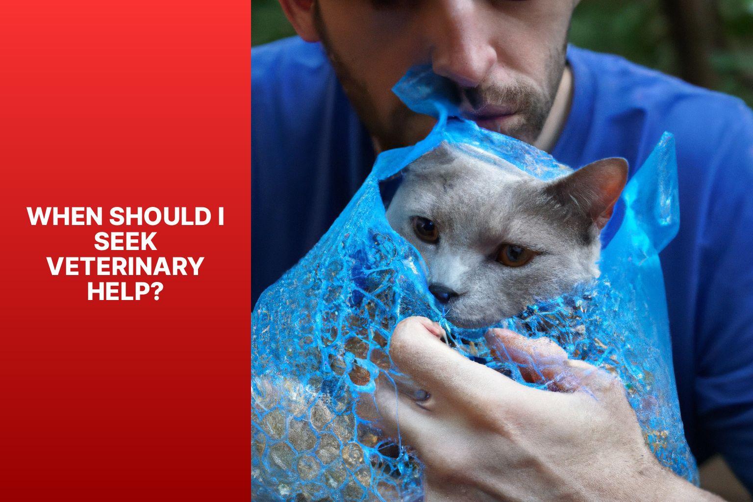 When Should I Seek Veterinary Help? - why does my cat eat plastic 