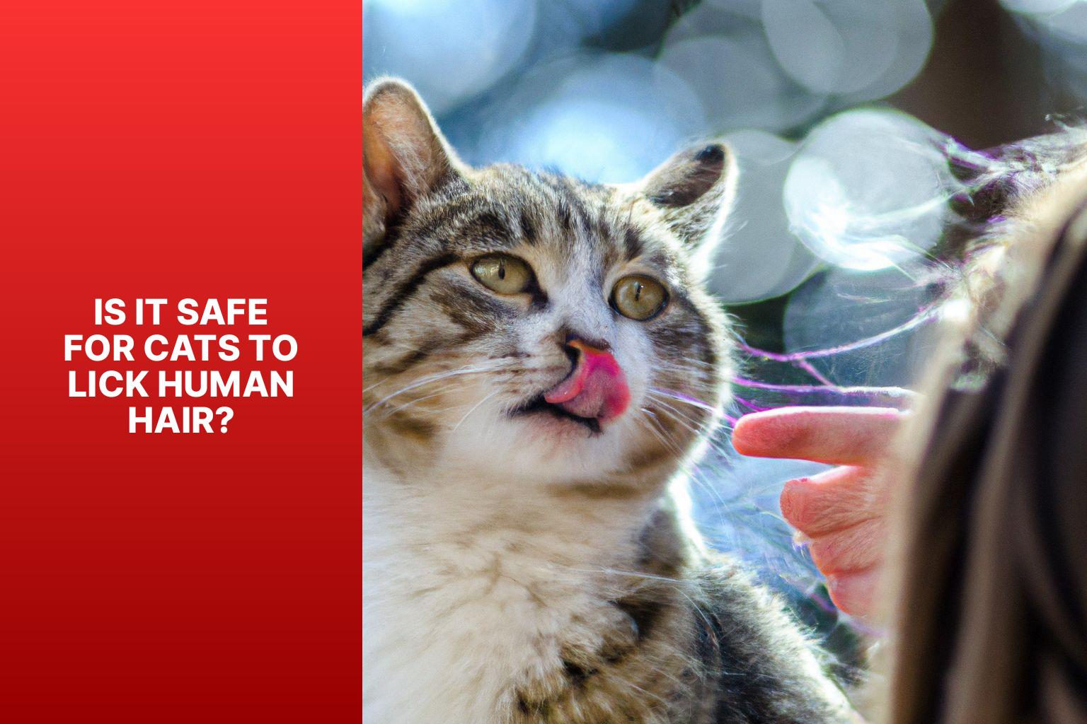 Is It Safe for Cats to Lick Human Hair? - why does my cat lick my hair 