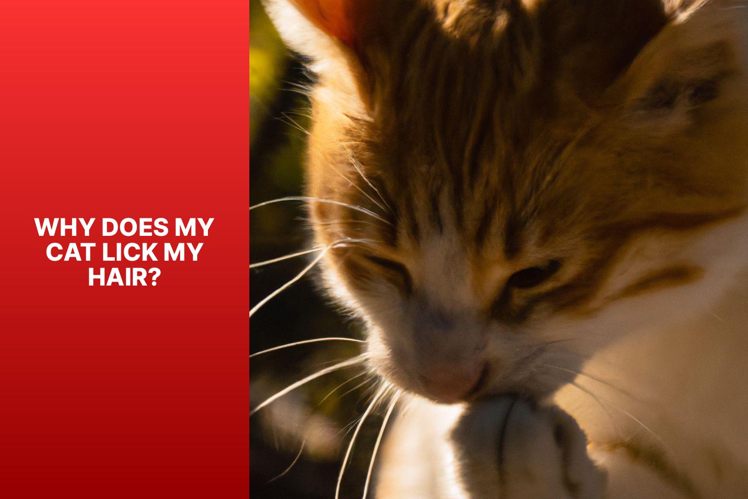 Why Does My Cat Lick My Hair? - why does my cat lick my hair 