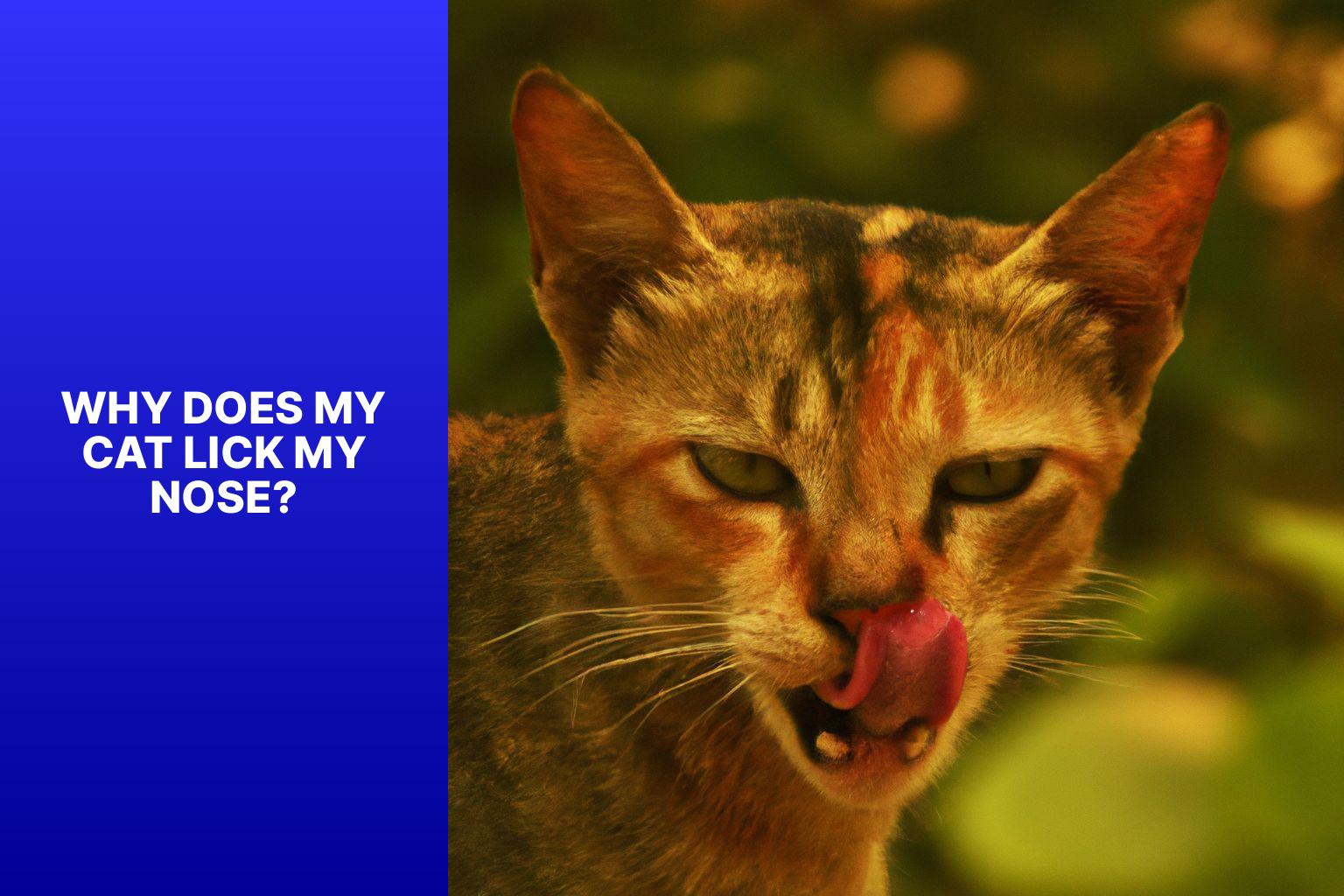 Why Does My Cat Lick my Nose? - why does my cat lick my nose 