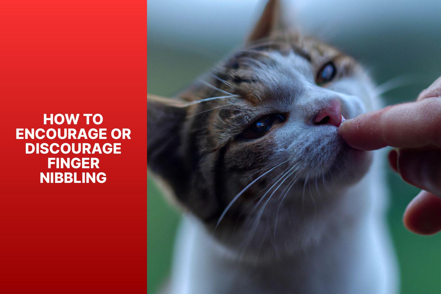 How to Encourage or Discourage Finger Nibbling - why does my cat nibble on my fingers 