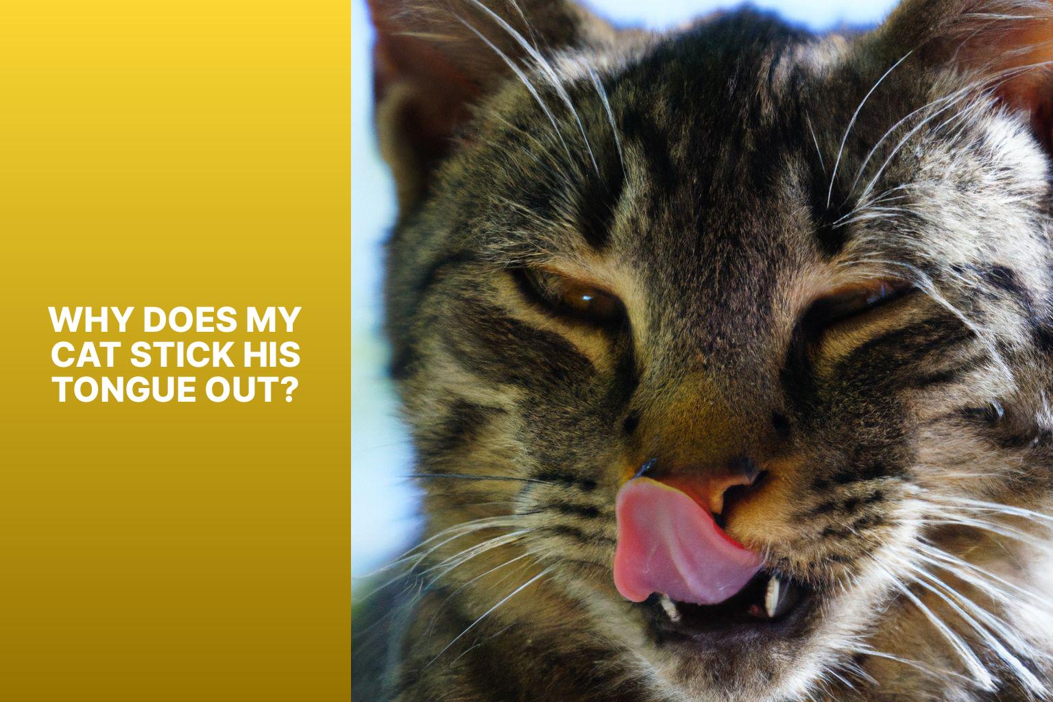 Why Does My Cat Stick His Tongue Out? - why does my cat stick his tongue out 