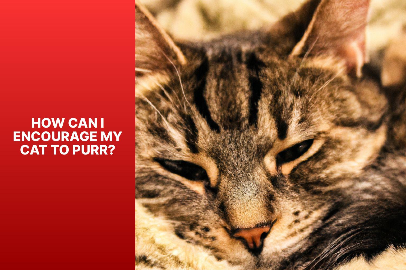 How Can I Encourage My Cat to Purr? - why doesn